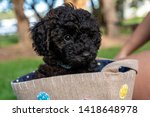 Schnoodle Puppy Dog Sitting In...