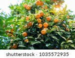 Mandarin Tree With Ripe Fruits. ...