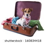 Cute Dog Sits In A Suitcase For ...