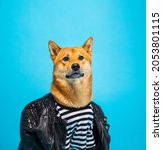 Small photo of Adorable dog shiba inu with long neck and good posture in badass style leather jacket looking proud and worthy. Funny pet theme. Blue background. satisfied cocky relaxed face expression