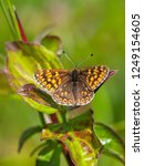 Small photo of The Duke of Burgundy butterfly ( Hamearis lucina ) resting