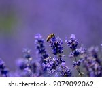 Honey Bee Feeding on Lavender