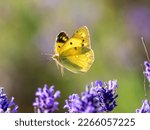 Clouded yellow butterfly on...
