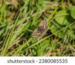 Small photo of Grizzled Skipper Butterfly on Grass