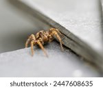 Wolf spider laying in wait on...