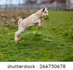 Adorable Baby Goat Jumping...