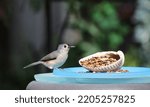 Side View Of Tufted Titmouse On ...