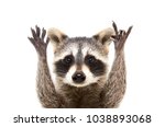 Portrait of a funny raccoon showing a rock gesture, isolated on white background