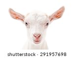 Portrait Of A White Little Goat ...