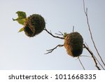 Close View Of Weaver's Nests