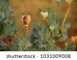 Dry Poppy Flower Bud 