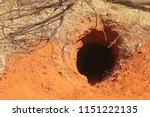Hole And Tunnel Made By Wild...