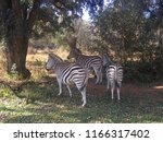 Zebra On The Grass In...