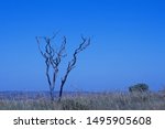 Lone Dry Tree Rising From The...