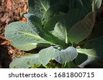 Protective Outer Cabbage Leaves ...