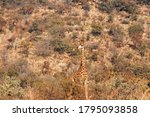 Tall Giraffe With Long Neck...