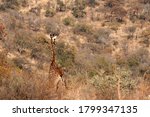 Tall Giraffe Seen From The Back ...