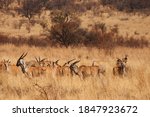 A Group Of Eland Antelope In...