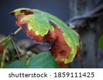 Decaying Discoloured Leaf On A...