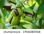 Ripe Pecan Nut Inside A Green...