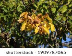 Yellow Leaves And Ripe Fruit On ...
