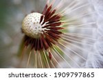 Dandelion Seed Head With Tufts...