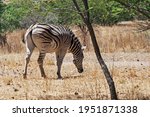 A Burchell's Zebra On Dry Grass
