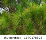  Clusters Of Green Needles On A ...