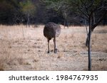 Grey Female Adult Ostrich...