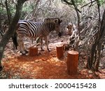 Side View Of Burchell's Zebra...