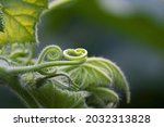 Curled Green Tendril On A Grape ...