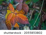Rust Colored Bramble Leaves In...