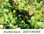 Colorful Silver Marsh Spider On ...