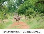 Mature Kudu Cow Form Behind In...