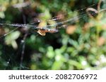 Silver Marsh Spider On A Web In ...