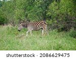 Zebra In Open Woodland In A...
