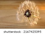 White Dandelion Seed Head With...