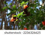 Small photo of OLD SPOILT POMEGRANATE FRUIT ON A TREE IN SUMMER WITH ORANGE FLOWERS