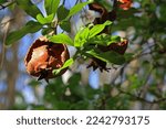 Small photo of OLD SPOILT POMEGRANATE FROM A PREVIOUS SEASON STILL ON A TREE