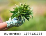 Freshly Picked Nettle. Woman holding a bunch of fresh stinging nettles with garden gloves, selective focus 