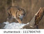 Bobcat  Lynx Rufus  Stalks...