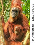 Small photo of Female Sumatran orangutan with a baby sitting on a tree in Gunung Leuser National Park, Sumatra, Indonesia. Sumatran orangutan is endemic to the north of Sumatra and is critically endangered.