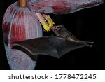 Orange Nectar Bat  Lonchophylla ...