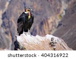 Andean Condor  Vultur Gryphus ...