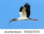 Wood Stork  Mycteria Americana  ...