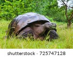 Galapagos Giant Tortoise ...