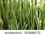 Mother-In-Law's Tongue (Sansevieria): Known as Mother-In-Law's Tongue and Snake Tongue (for being sharp and for their long shape) these plants are hardy and pleasant to look at.