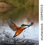 Kingfisher  Alcedo Atthis ...