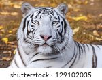 White tiger on autumn...