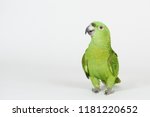 Funny green parrot stand on white studio background